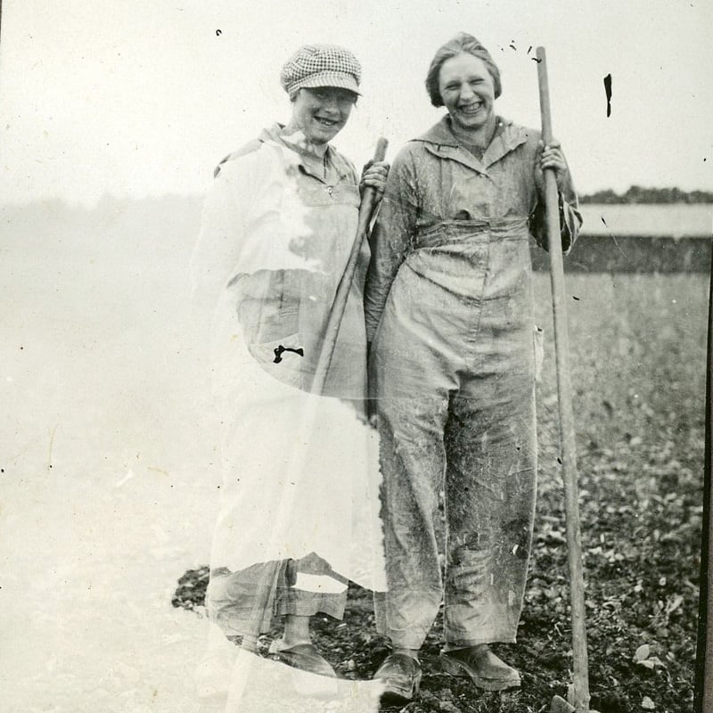 Tobaksodling-tobaksfält-1920-Snus-och-Tändsticksmuseum