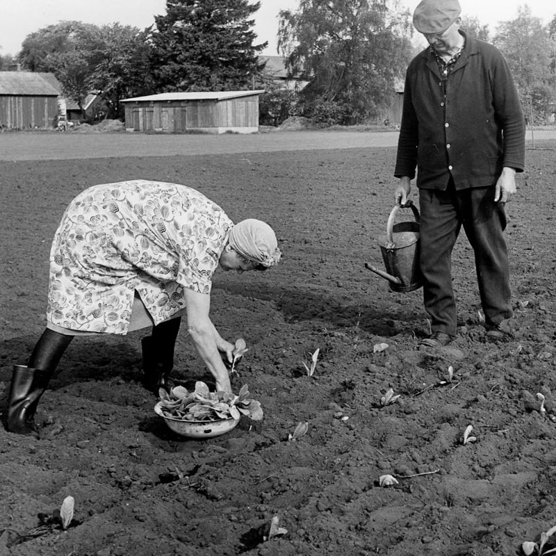 Tobaksodling-Åhus-1920-tal-Snus-och-Tändsticksmuseum